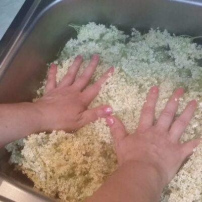 Sok od zove – napitak za svaki dan | Priprema cvetova | Postupak 1 | Slika 3/3