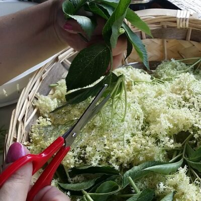 Sok od zove – napitak za svaki dan | Priprema cvetova | Postupak 1 | Slika 2/3