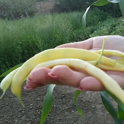 Čorba od boranije sa povrćem | Priprema | Postupak 1 | Slika 1/3