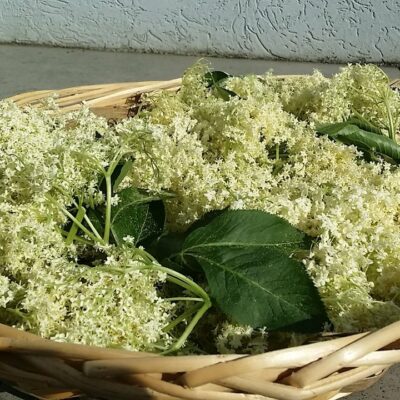 Sok od zove – napitak za svaki dan | Priprema cvetova | Postupak 1 | Slika 1/3