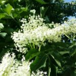 23wMWJm566zdjKbhTgvFMJRCY5cELFfGyDDFu3Gke93DCaaDe7ypyfmjzoQb8vD9cWhiF | Istaknuta slika 2/3 | Zdrav, i, osvežavajući, sok, od, zove, kao, osnovni, napitak, svakog, leta