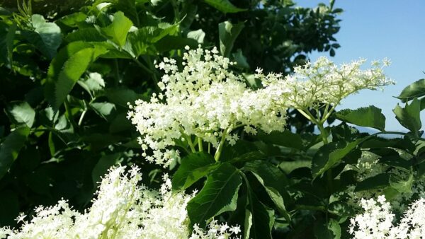 23wMWJm566zdjKbhTgvFMJRCY5cELFfGyDDFu3Gke93DCaaDe7ypyfmjzoQb8vD9cWhiF | Istaknuta slika 2/3 | Zdrav, i, osvežavajući, sok, od, zove, kao, osnovni, napitak, svakog, leta