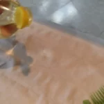 Pita sa grizom i suvim grožđem | Ređanje pite | Postupak 2 | Slika 1/4