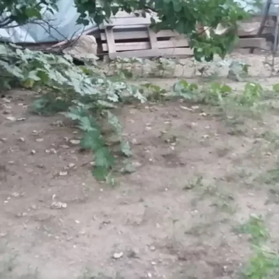 Bundeva – 10 zdravstvenih učinka i kulinarski izazov 4 | Istaknuta slika 27/30 | Bundeva, kao, čuvar, zdravlja:, Bundeva, za, ubrzanje, metabolizma, Bundeva, za, dobar, vid, Lepa, i, čista, koža, zahvaljujući, bundevi, Zdravo, srce, uz, pomoć, bundeve