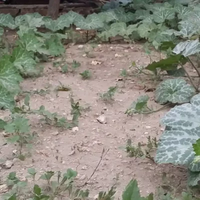 Bundeva – 10 zdravstvenih učinka i kulinarski izazov 5 | Istaknuta slika 26/30 | Bundeva, kao, čuvar, zdravlja:, Bundeva, za, ubrzanje, metabolizma, Bundeva, za, dobar, vid, Lepa, i, čista, koža, zahvaljujući, bundevi, Zdravo, srce, uz, pomoć, bundeve