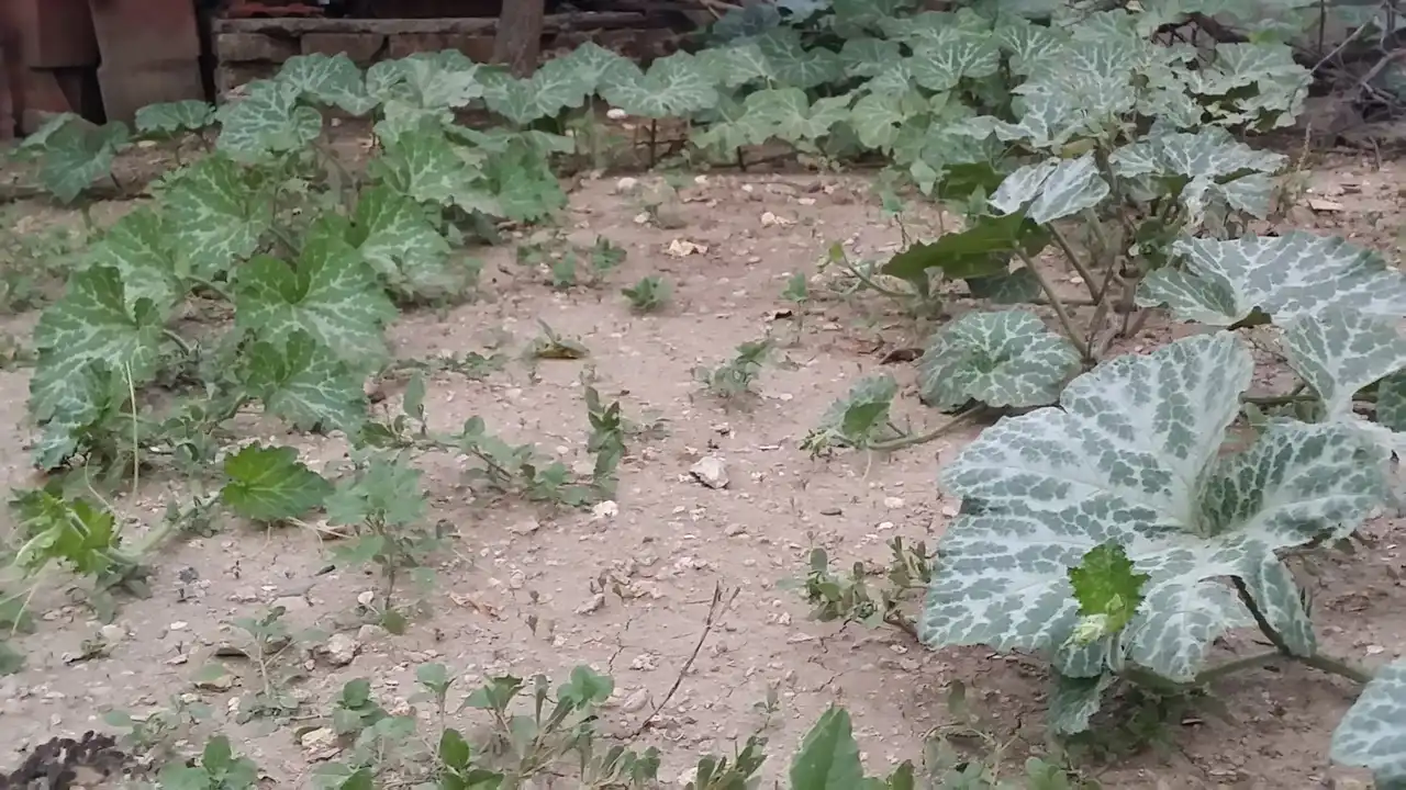 Bundeva – 10 zdravstvenih učinka i kulinarski izazov 5 | Istaknuta slika 26/30 | Bundeva, kao, čuvar, zdravlja:, Bundeva, za, ubrzanje, metabolizma, Bundeva, za, dobar, vid, Lepa, i, čista, koža, zahvaljujući, bundevi, Zdravo, srce, uz, pomoć, bundeve