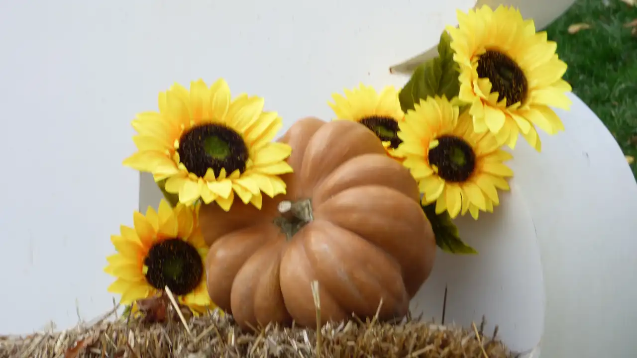 Bundeva – 10 zdravstvenih učinka i kulinarski izazov