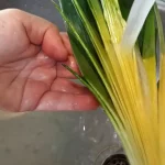 Krem čorba od praziluka | Priprema praziluka i luka | Postupak 1 | Slika 4/6