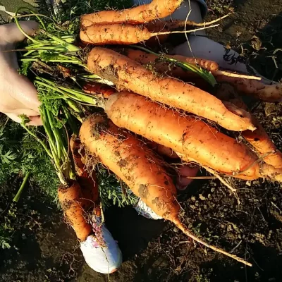7 raznih priprema šargarepe i zdravstvene prednosti 1 | Istaknuta slika 3/5 | 
