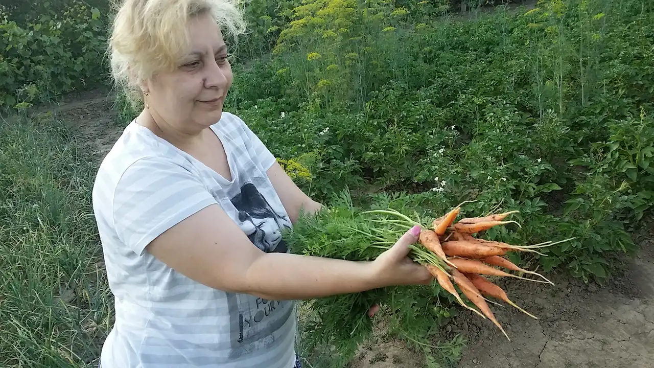 7 raznih priprema šargarepe i zdravstvene prednosti 12 | Istaknuta slika 5/5 | 
