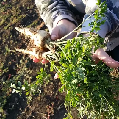 Korenasti peršun i 6 prednosti koje pruža 10 - 11/21 Korenasti peršun i 6 prednosti koje pruža 10 | Istaknuta slika 11/21 |
