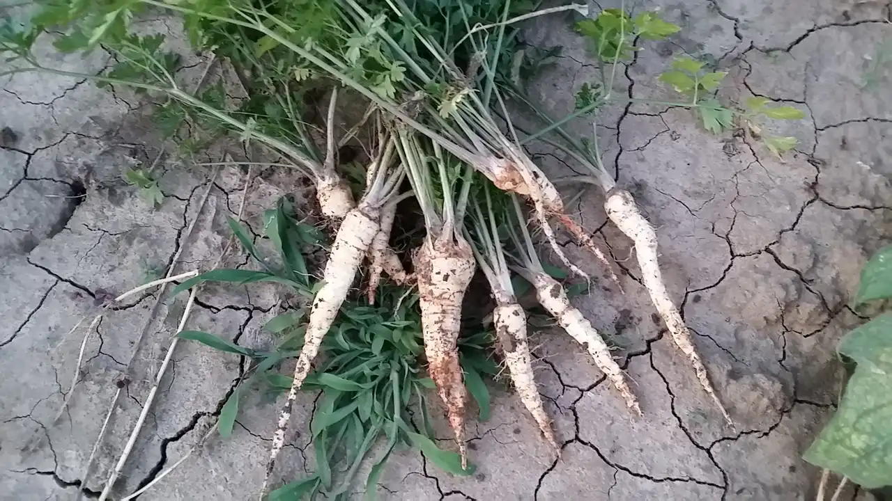 Korenasti peršun i 6 prednosti koje pruža