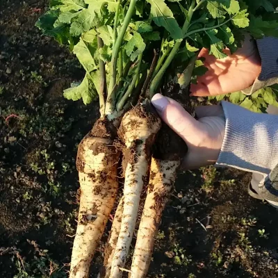 Korenasti peršun i 6 prednosti koje pruža 4 - 17/21 Korenasti peršun i 6 prednosti koje pruža 4 | Istaknuta slika 17/21 |