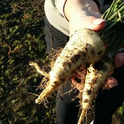 Korenasti peršun i 6 prednosti koje pruža 7 - 14/21 Korenasti peršun i 6 prednosti koje pruža 7 | Istaknuta slika 14/21 |