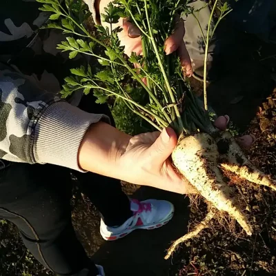 Korenasti peršun i 6 prednosti koje pruža 9 - 12/21 Korenasti peršun i 6 prednosti koje pruža 9 | Istaknuta slika 12/21 |
