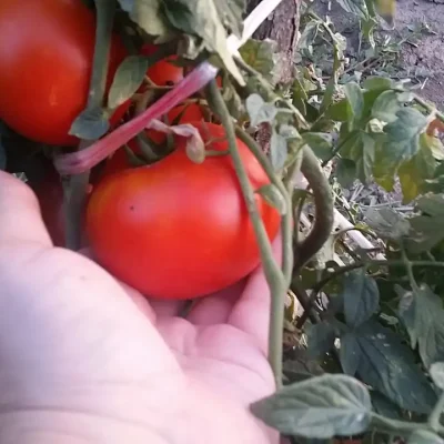 Domaći kuvani paradajz | Berba paradajza | Postupak 1 | Slika 2/3