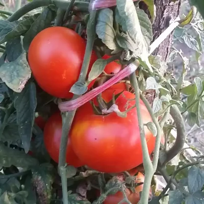 Domaći kuvani paradajz | Berba paradajza | Postupak 1 | Slika 3/3