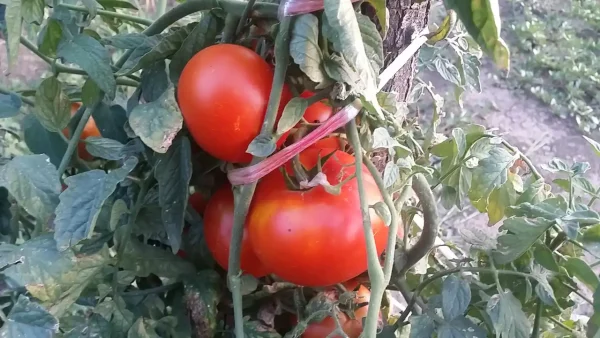 Domaći kuvani paradajz 18 | Istaknuta slika 4/4 | Ključni, sastojak, za, sosove, i, čorbe