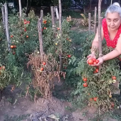 Domaći kuvani paradajz | Berba paradajza | Postupak 1 | Slika 1/3