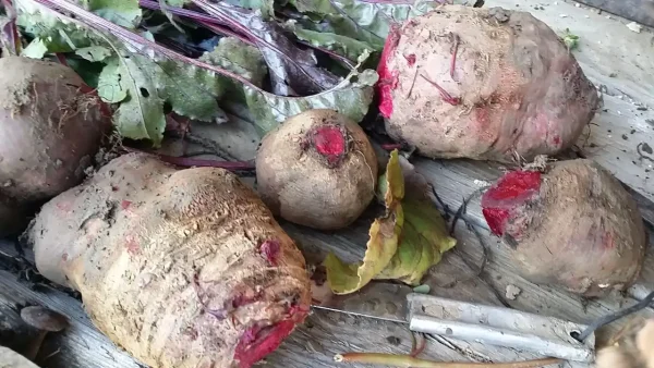 Različite vrste cvekle na pijaci