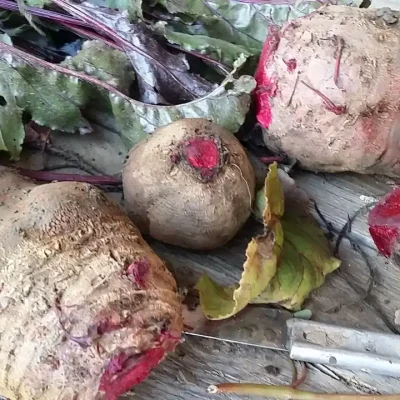 Crvena cvekla i 5 razloga da je koristite u ishranu 3 | Istaknuta slika 3/6 | 