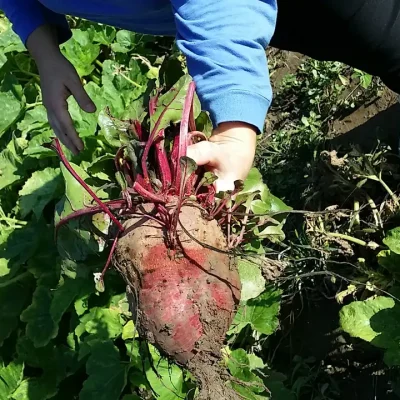 Crvena cvekla i 5 razloga da je koristite u ishranu 4 | Istaknuta slika 2/6 | 