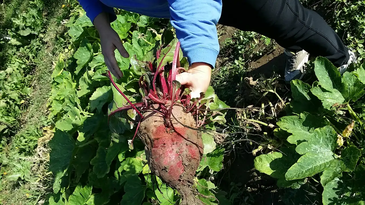 Crvena cvekla i 5 razloga da je koristite u ishranu 4 | Istaknuta slika 2/6 | 