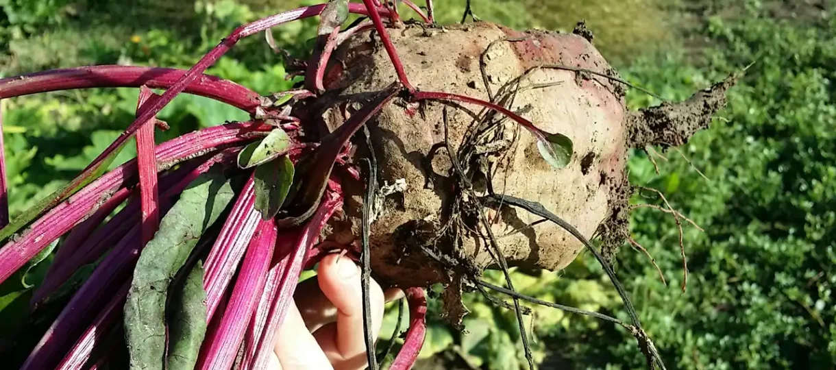 Crvena cvekla i 5 razloga da je koristite u ishranu