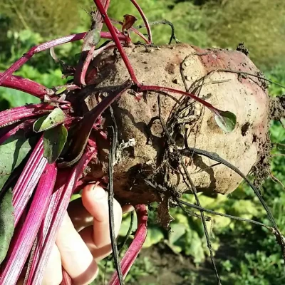 Crvena cvekla i 5 razloga da je koristite u ishranu 5 | Istaknuta slika 1/6 | 