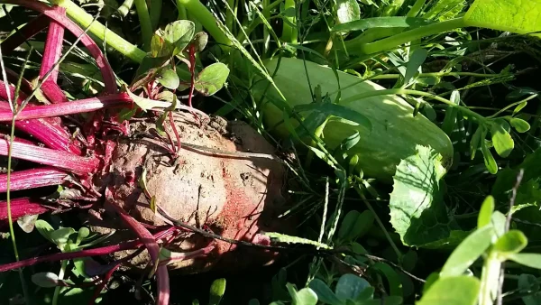 Cvekla za srce i krvni pritisak