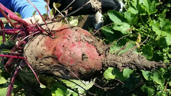 Sok od sveže cvekle sa limunom