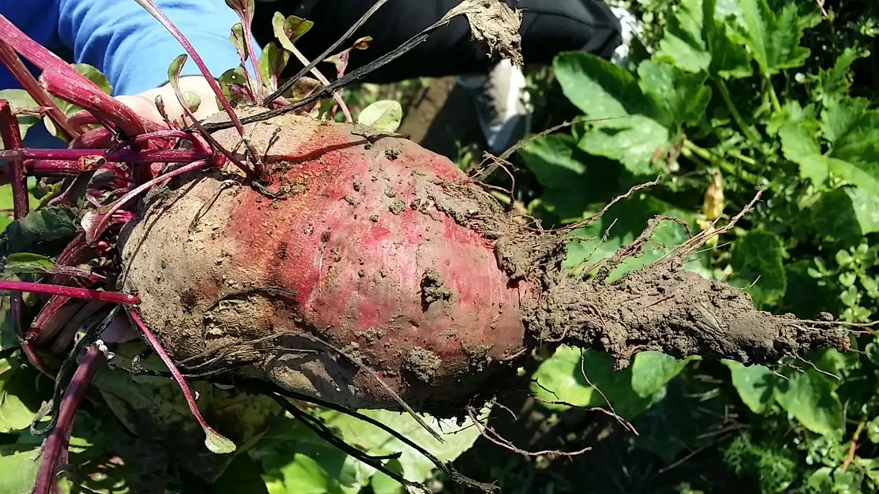 Cvekla za detoks jetre