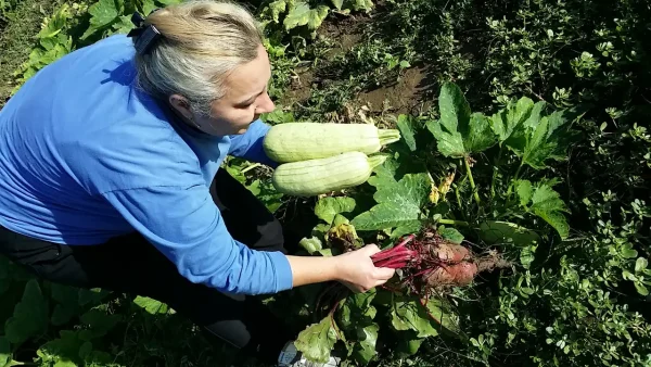 Pečena cvekla sa ruzmarinom