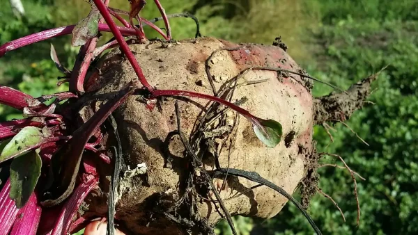 Cvekla za jačanje imunog sistema