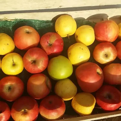 Domaći pire od jabuka | Priprema jabuka | Postupak 1 | Slika 1/2