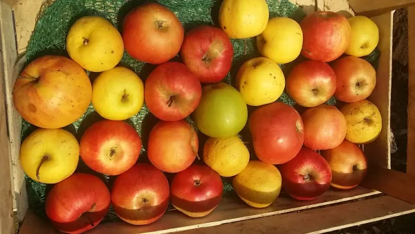 Domaći pire od jabuka 29 | Istaknuta slika 4/4 | Toplina, jeseni, u, tegli