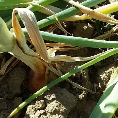 Luk i 7 prijateljskih saveta za svaki dan 1 | Istaknuta slika 7/8 | 