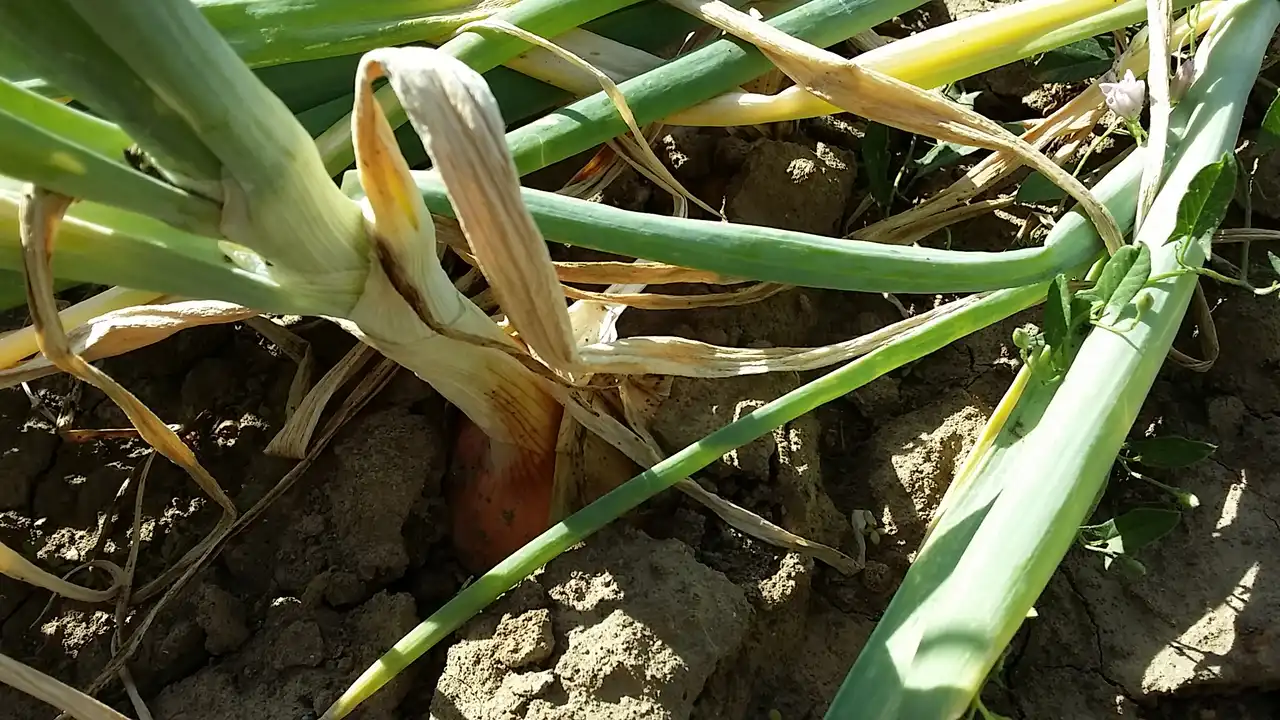 Luk i 7 prijateljskih saveta za svaki dan 1 | Istaknuta slika 7/8 | 