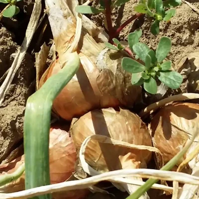 Luk i 7 prijateljskih saveta za svaki dan 11 | Istaknuta slika 2/8 | 