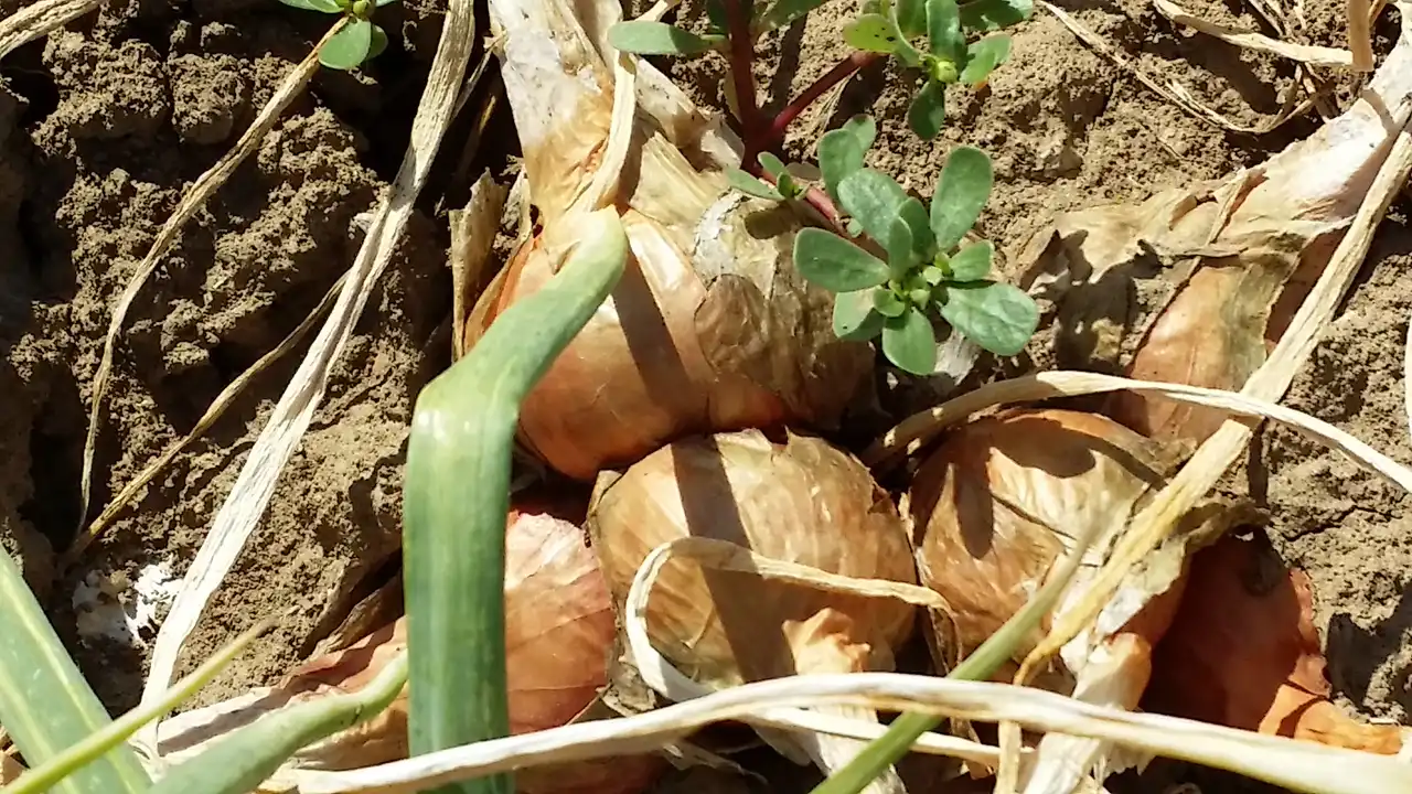 Luk i 7 prijateljskih saveta za svaki dan 11 | Istaknuta slika 2/8 | 