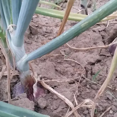 Luk i 7 prijateljskih saveta za svaki dan 2 | Istaknuta slika 6/8 | 