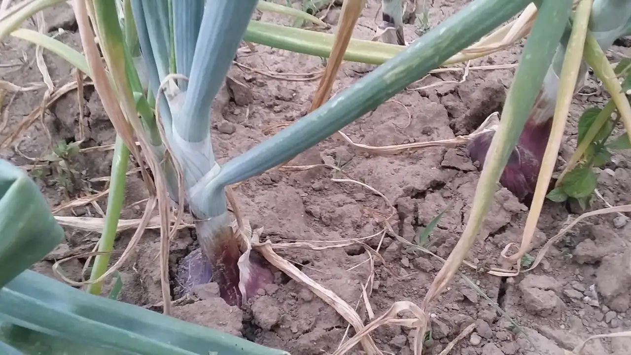 Luk i 7 prijateljskih saveta za svaki dan 2 | Istaknuta slika 6/8 | 