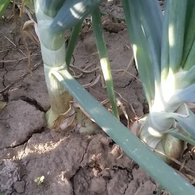 Luk i 7 prijateljskih saveta za svaki dan 3 | Istaknuta slika 5/8 | 