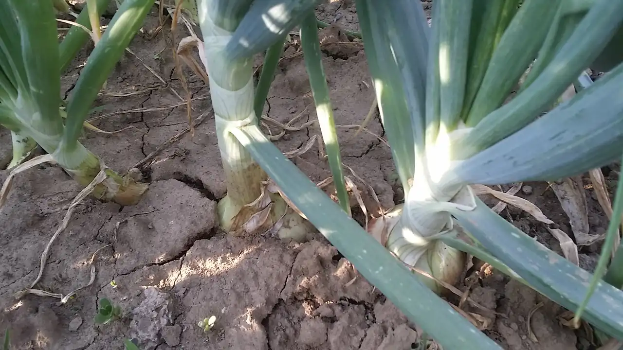 Luk i 7 prijateljskih saveta za svaki dan 3 | Istaknuta slika 5/8 | 