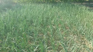 Luk i 7 prijateljskih saveta za svaki dan- Istaknuta slika