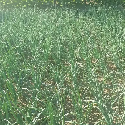 Luk i 7 prijateljskih saveta za svaki dan | Istaknuta slika 8/8 | 