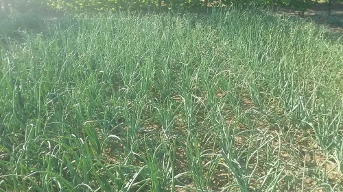 Luk i 7 prijateljskih saveta za svaki dan