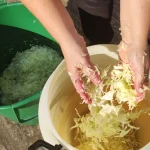 Tradicionalni kiseli kupus za zimnicu | Ređanje Kupusa i dodavanje začina | Postupak 4 | Slika 3/10