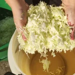 Tradicionalni kiseli kupus za zimnicu | Ređanje Kupusa i dodavanje začina | Postupak 4 | Slika 2/10