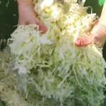 Tradicionalni kiseli kupus za zimnicu | Soljenje kupusa  | Postupak 3 | Slika 5/5